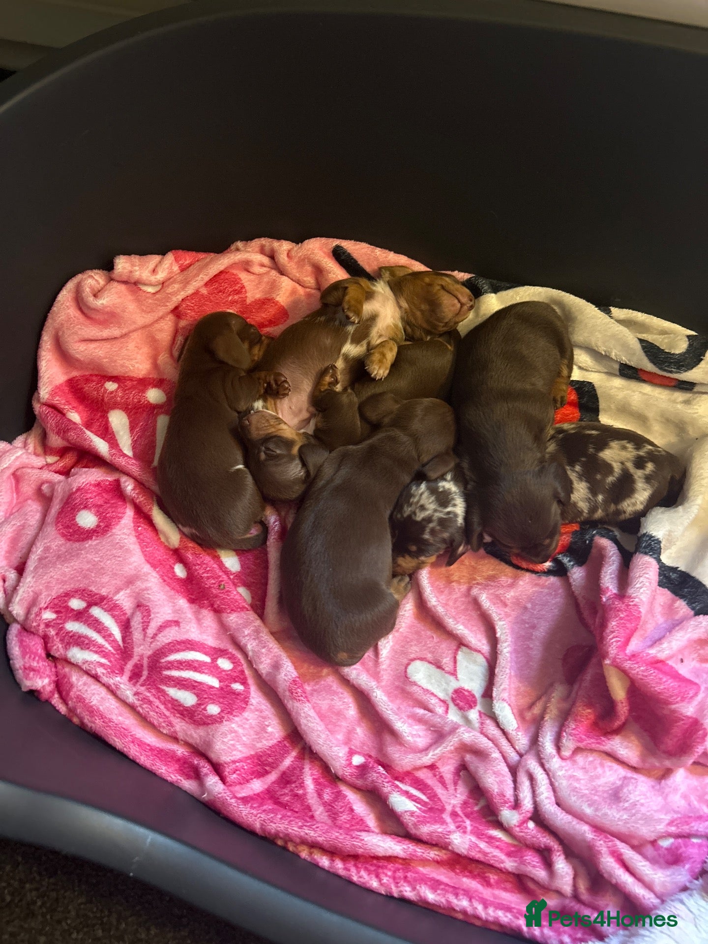 Miniature Dachshund dogs for sale: 6 beautiful mini dachshunds  - Advert 1