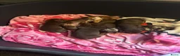 Miniature Dachshund dogs for sale: 6 beautiful mini dachshunds  - Advert 1