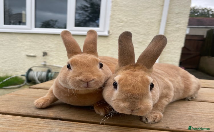 Rex rabbits - Advert 6