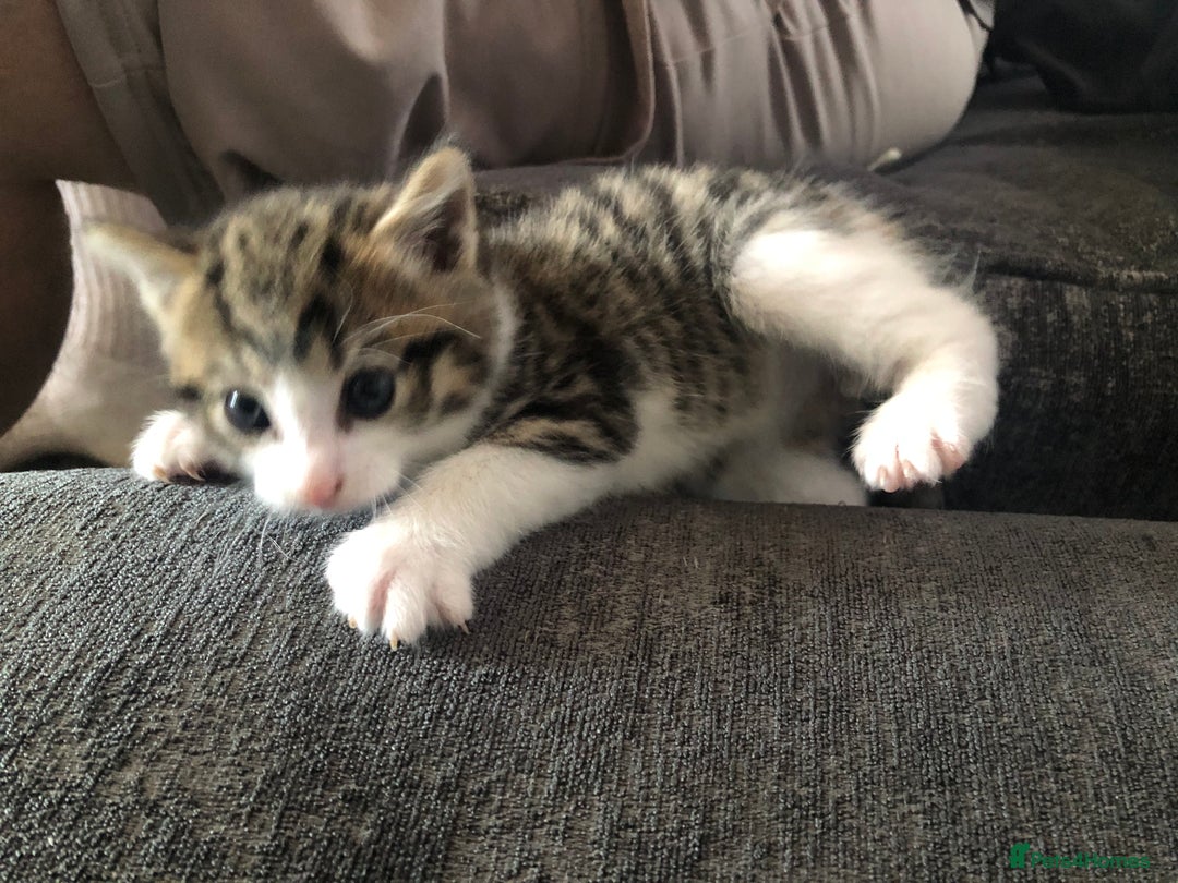 Mixed Breed cats for sale: Kittens for sale - Image 8