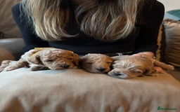 Cavapoo dogs for sale: Toy cavapoo  - Image 1