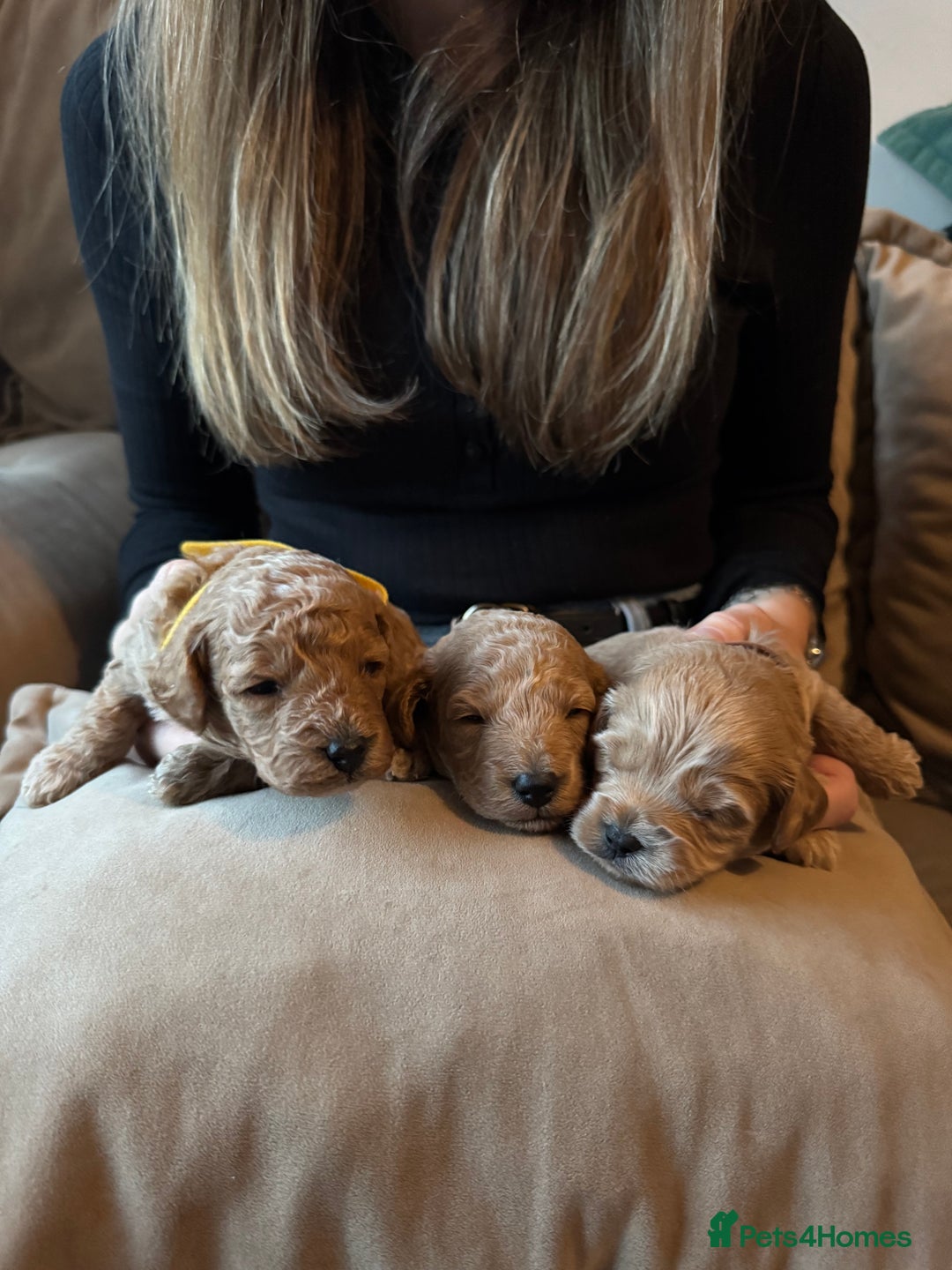 Cavapoo dogs for sale: Toy cavapoo  - Image 1