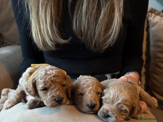 Cavapoo dogs - Advert 1