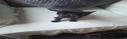 Mixed Breed cats for sale: Black female kitten - Advert 2