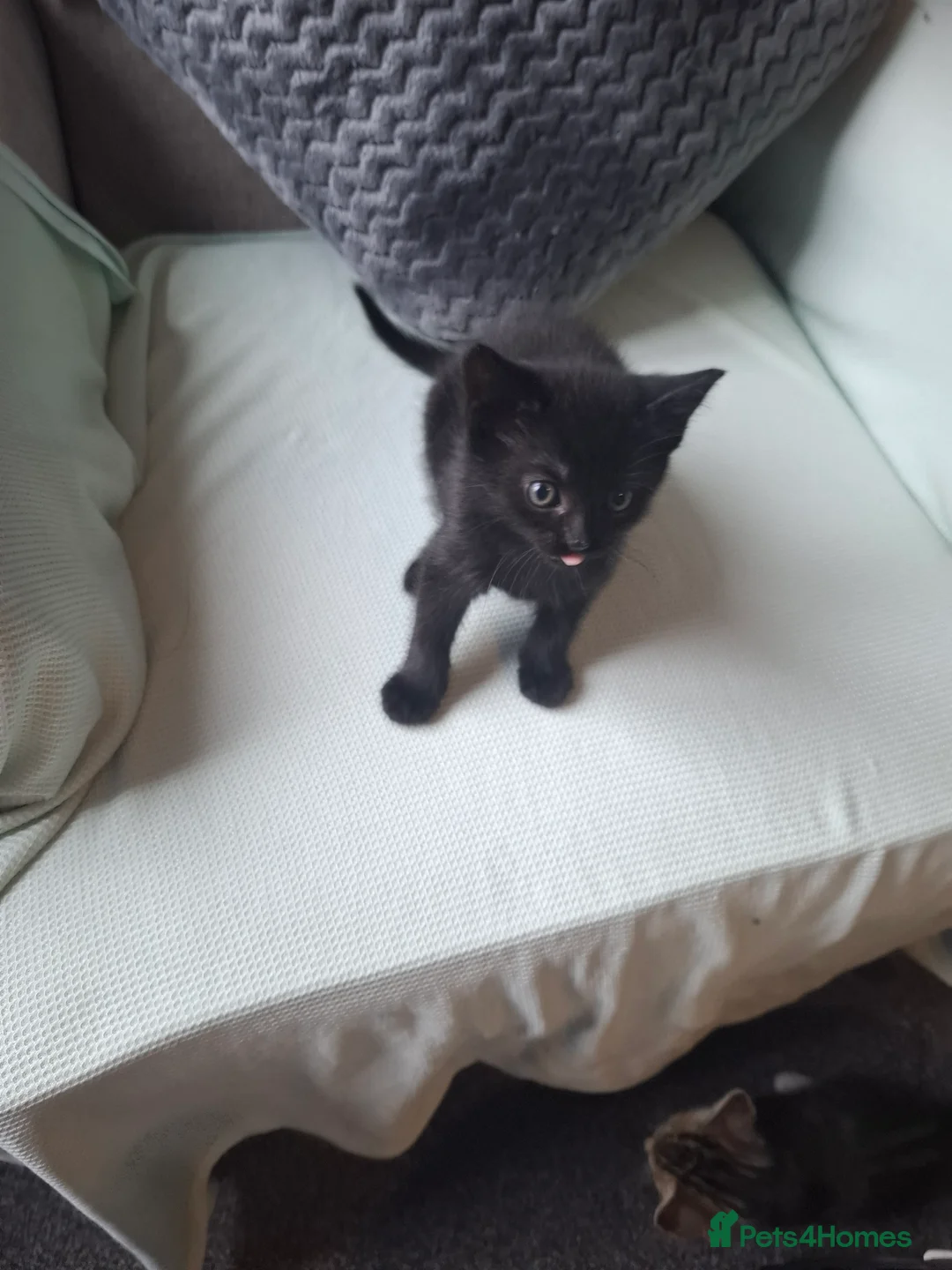 Mixed Breed cats for sale: Black female kitten - Advert 2