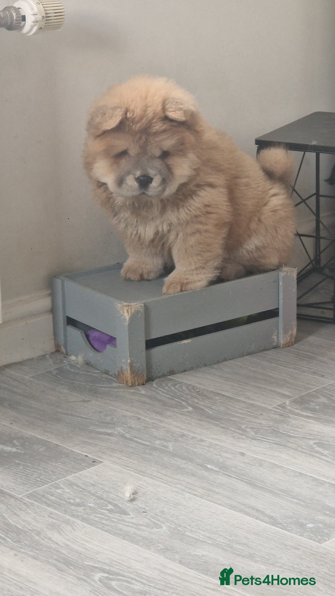 Chow Chow dogs for sale: Chow chow puppy - Image 5