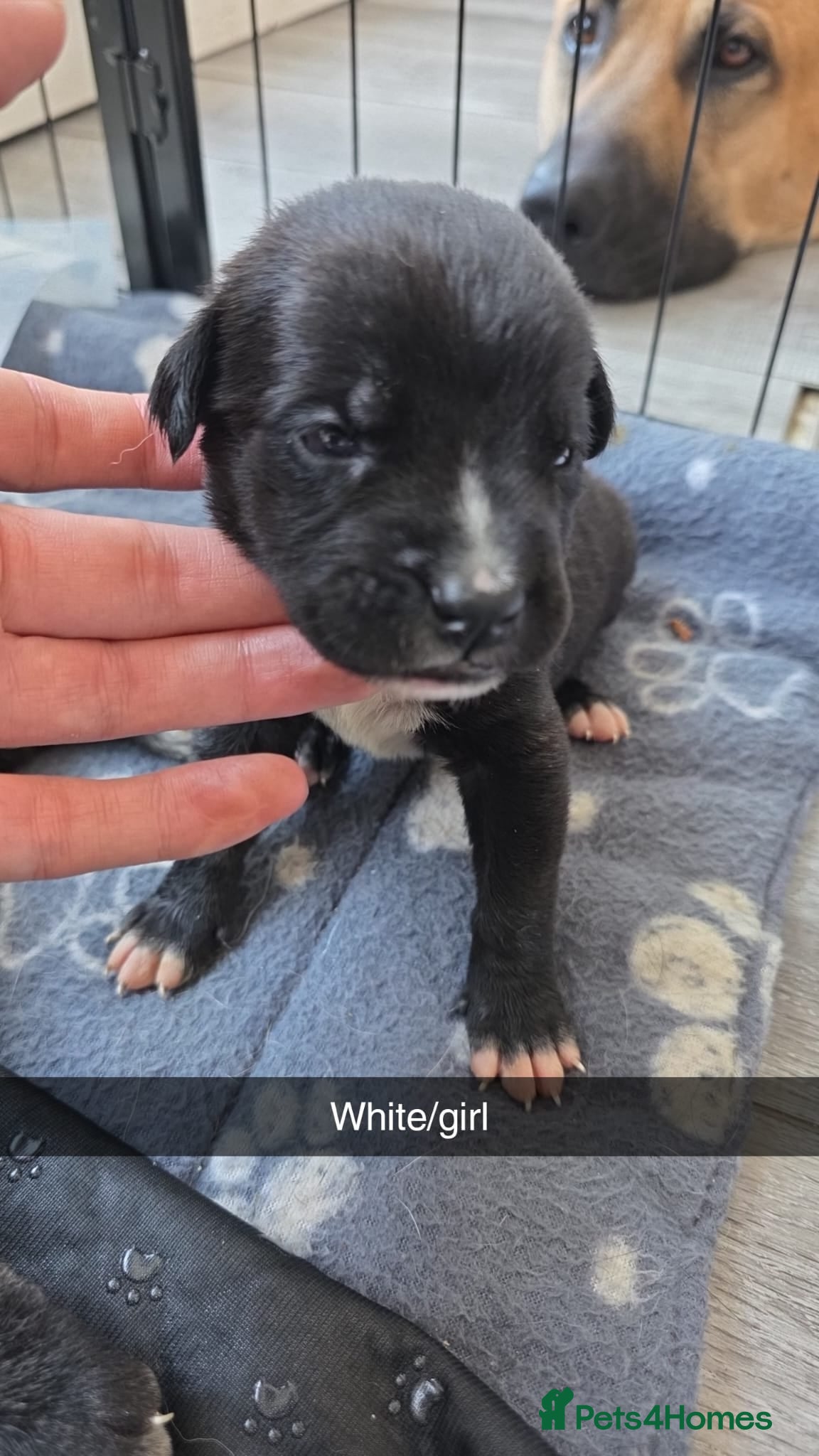 Mixed Breed dogs 8 cane corso x Germanshepard pups for sale - Advert 2