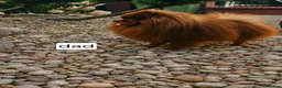 Pomeranian dogs for sale: Pomeranians - Advert 7