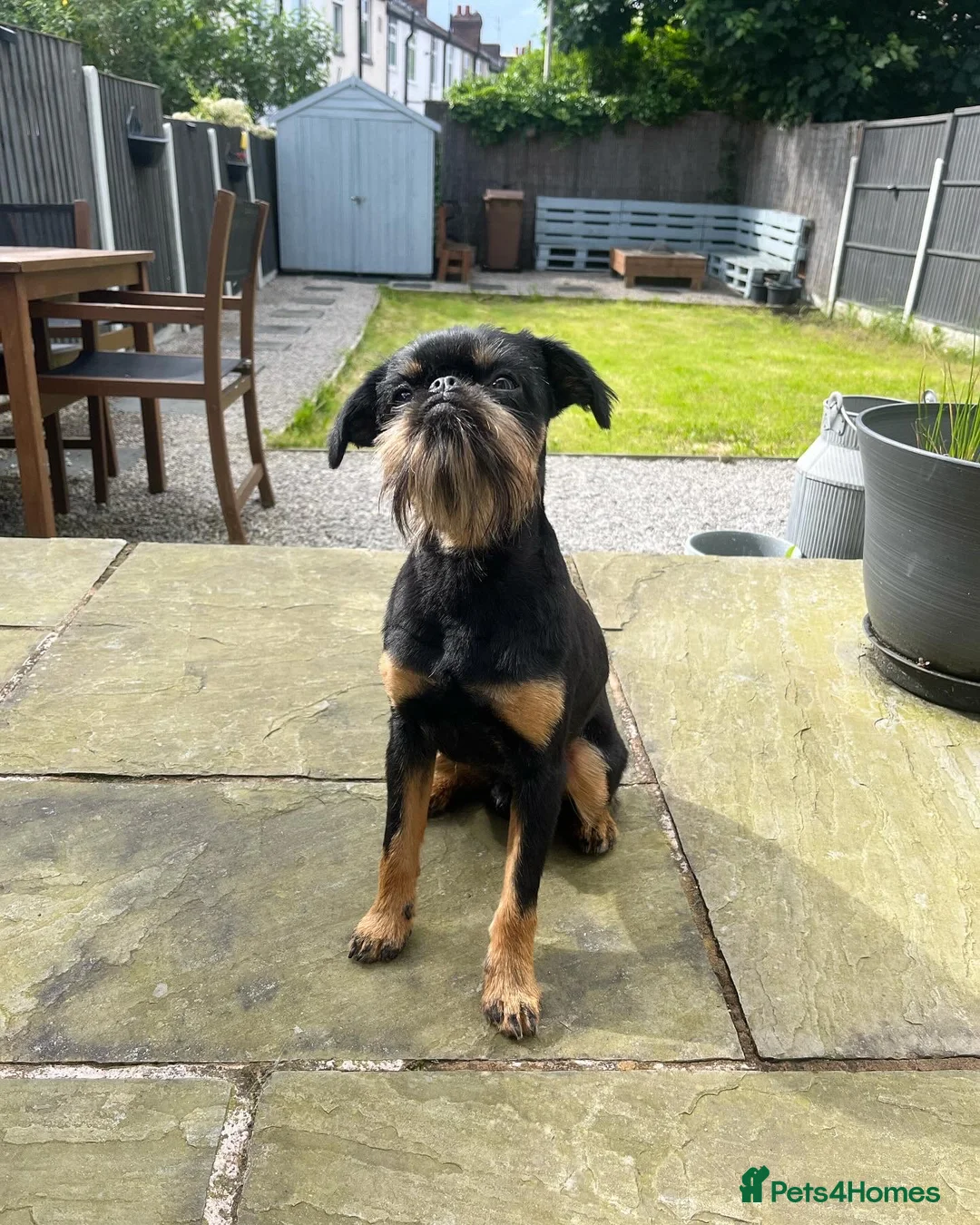 Griffon Bruxellois dogs for stud: KC Registered Griffon for stud - Advert 3