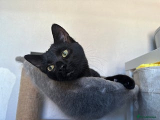 Mixed Breed cats Mixed black cat needs home - Advert 1