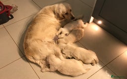 Golden Retriever dogs for sale: Kc golden girl puppy  - Image 3