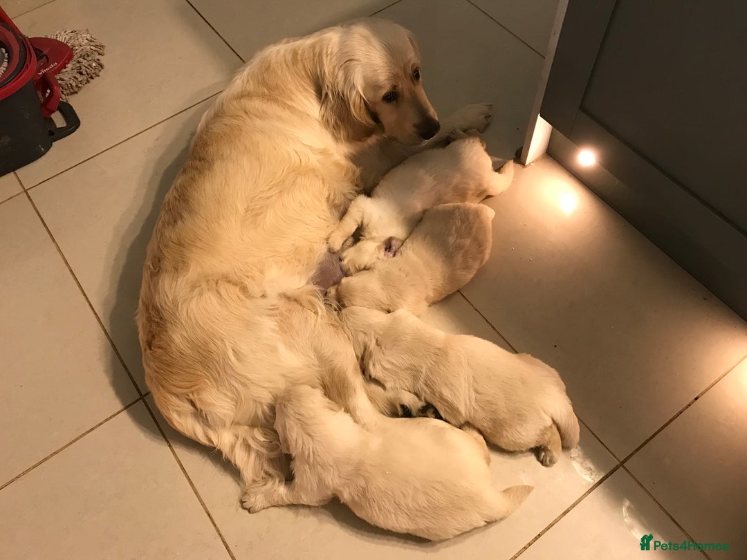 Golden Retriever dogs for sale: Kc golden girl puppy  - Image 3