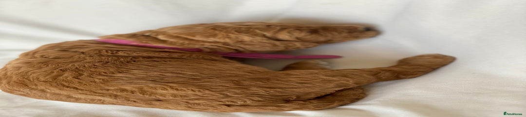 Labradoodle Puppy 3 Pink Collar