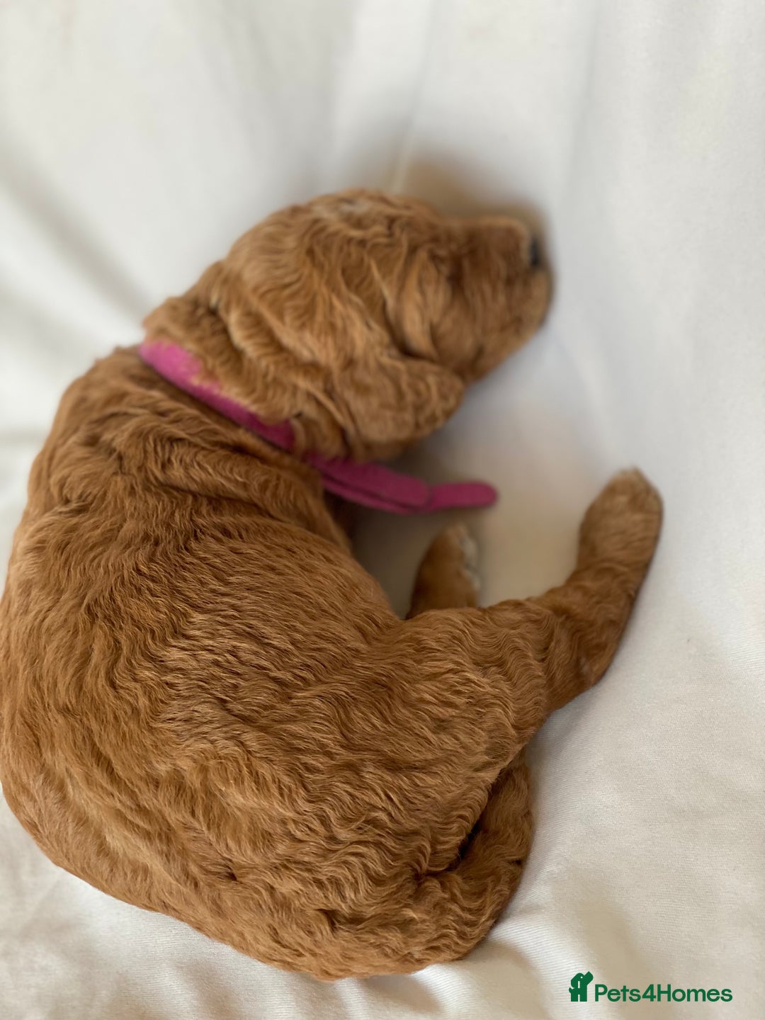 Labradoodle dogs for sale: Beautiful F3b Labradoodle Puppies - Image 12