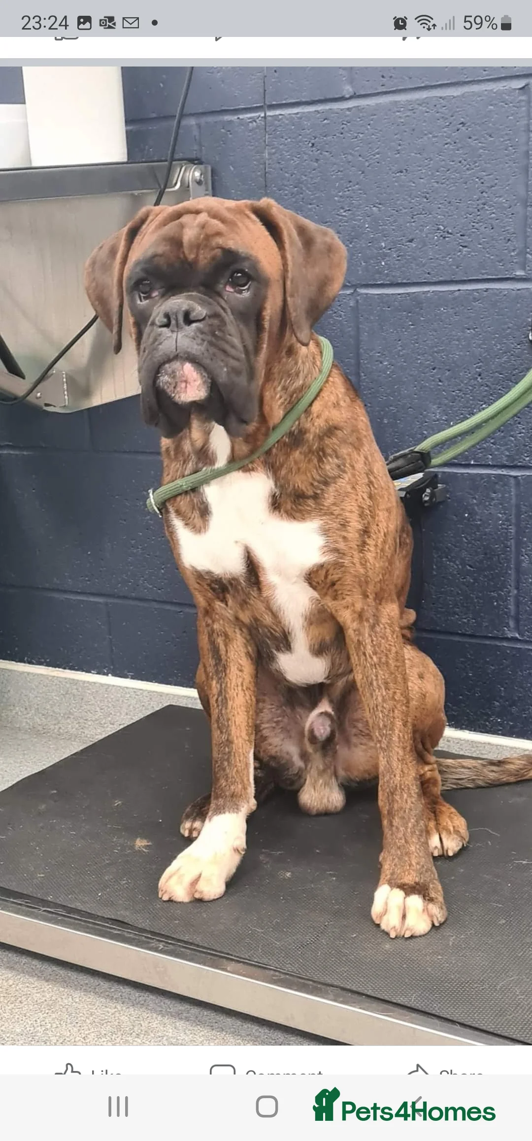 Boxer dogs for stud: Stunning Proven, Health tested and Heartscored 0 in Boston - Advert 5