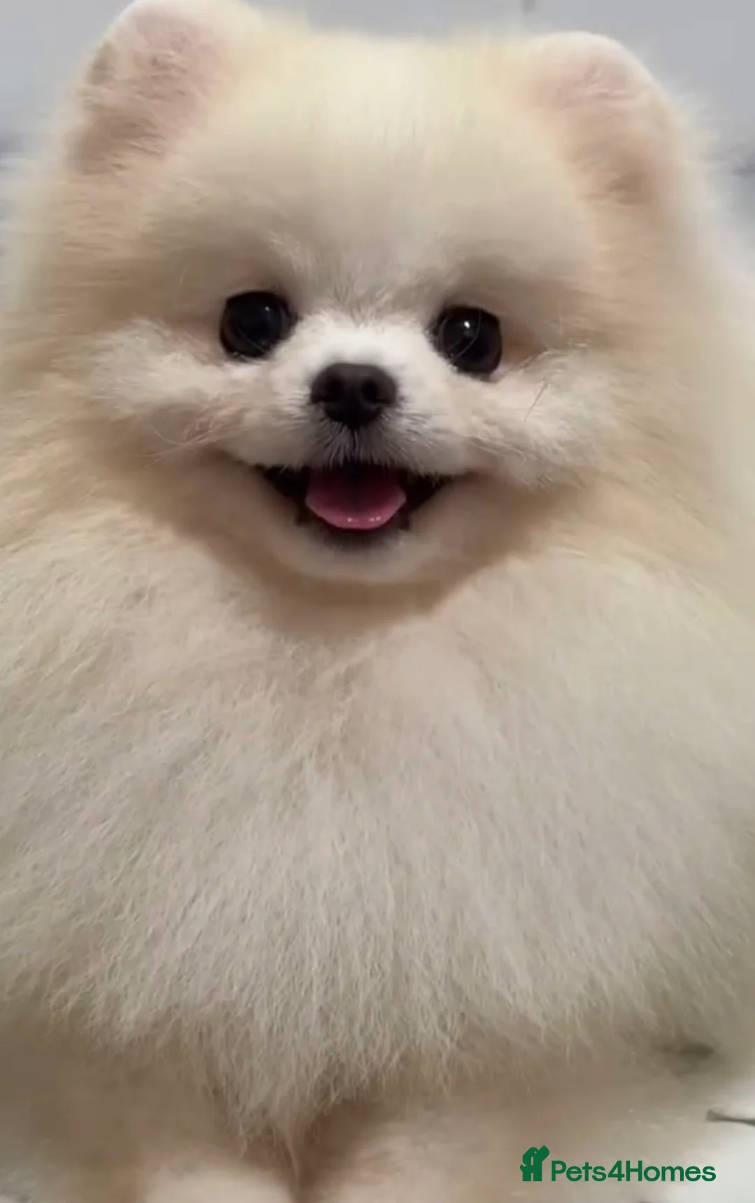 Pomeranian dogs for stud: Pierre stunning white TINY teddy Pom STUD ONLY in Romford - Advert 2