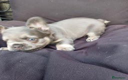 French Bulldog dogs for sale: Fluffy French bulldogs - Image 8