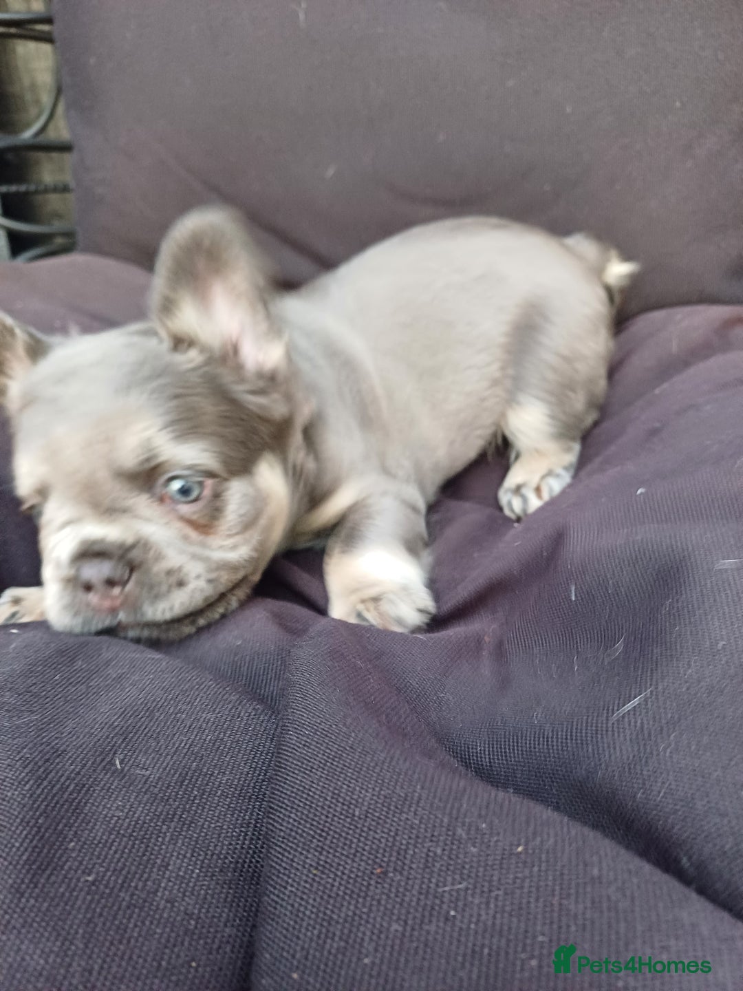 French Bulldog dogs for sale: Fluffy French bulldogs - Image 8