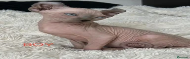 Sphynx 1