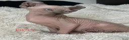Sphynx cats for sale: 5 beautiful sphinxes looking for a loving home. - Advert 5