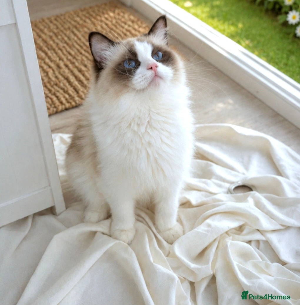 Ragdoll cats ✨ Exceptional Ragdolls,a distinguished lineage ✨ - Advert 2