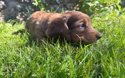 Dachshund dogs for sale: 2 American Red Long Haired Dachshund Puppies - Image 15