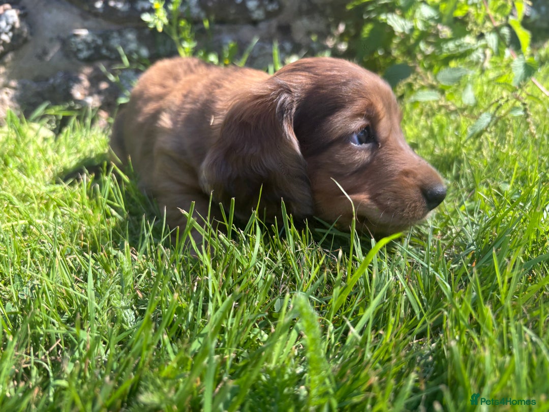 Dachshund dogs for sale: 2 American Red Long Haired Dachshund Puppies - Image 15