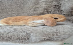 Mini Lop rabbits for sale: Mini lop for sale - Advert 4