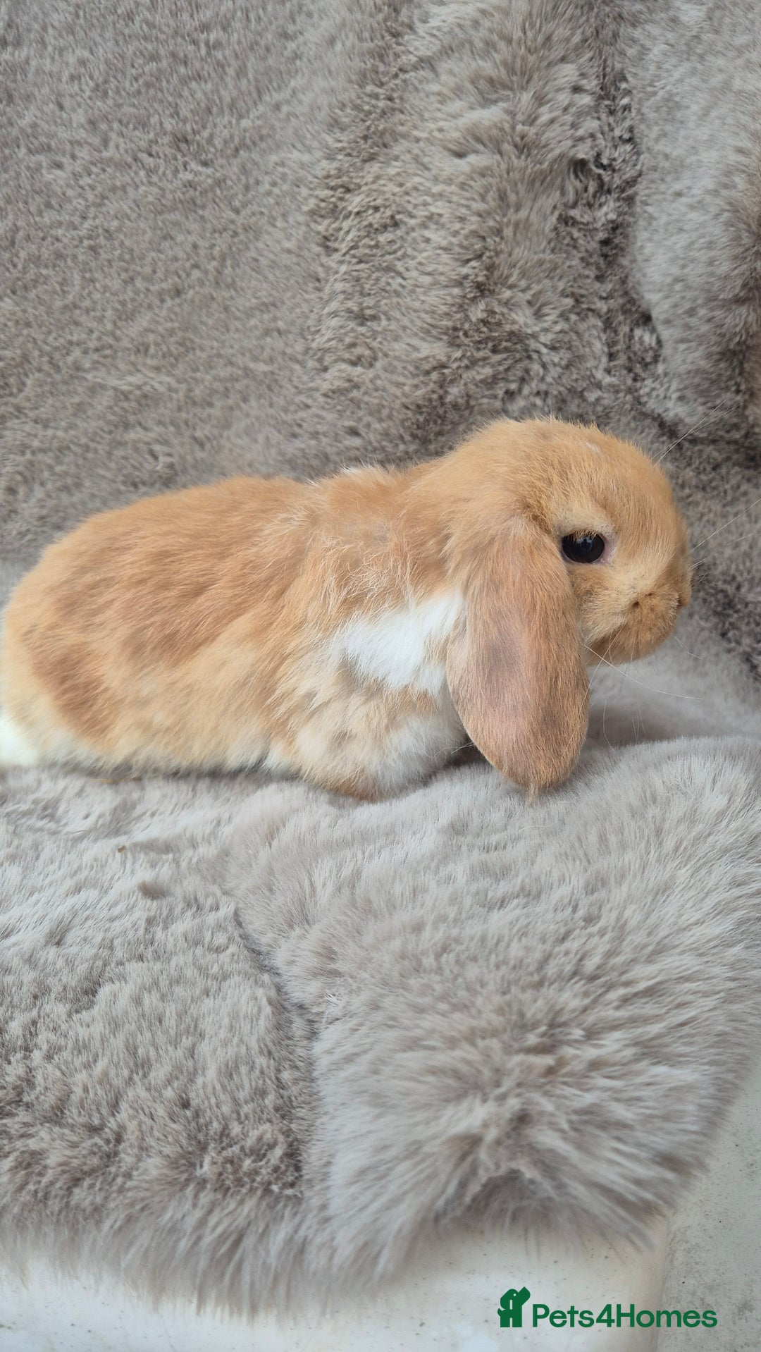 Mini Lop rabbits for sale: Mini lop for sale - Advert 4
