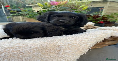Sprocker dogs - Advert 9