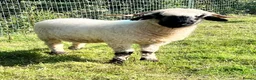 Sheep livestock for sale: Swiss Bred Valais Blacknose ewe Lamb - Advert 4