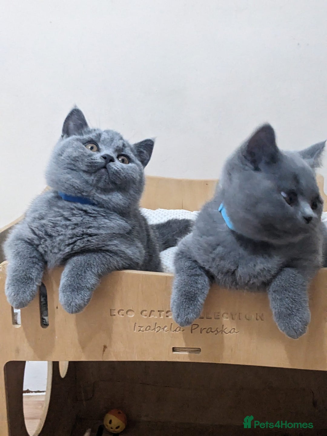 British Shorthair cats for sale: Amazing British shorthair blue kittens in Ware - Image 16