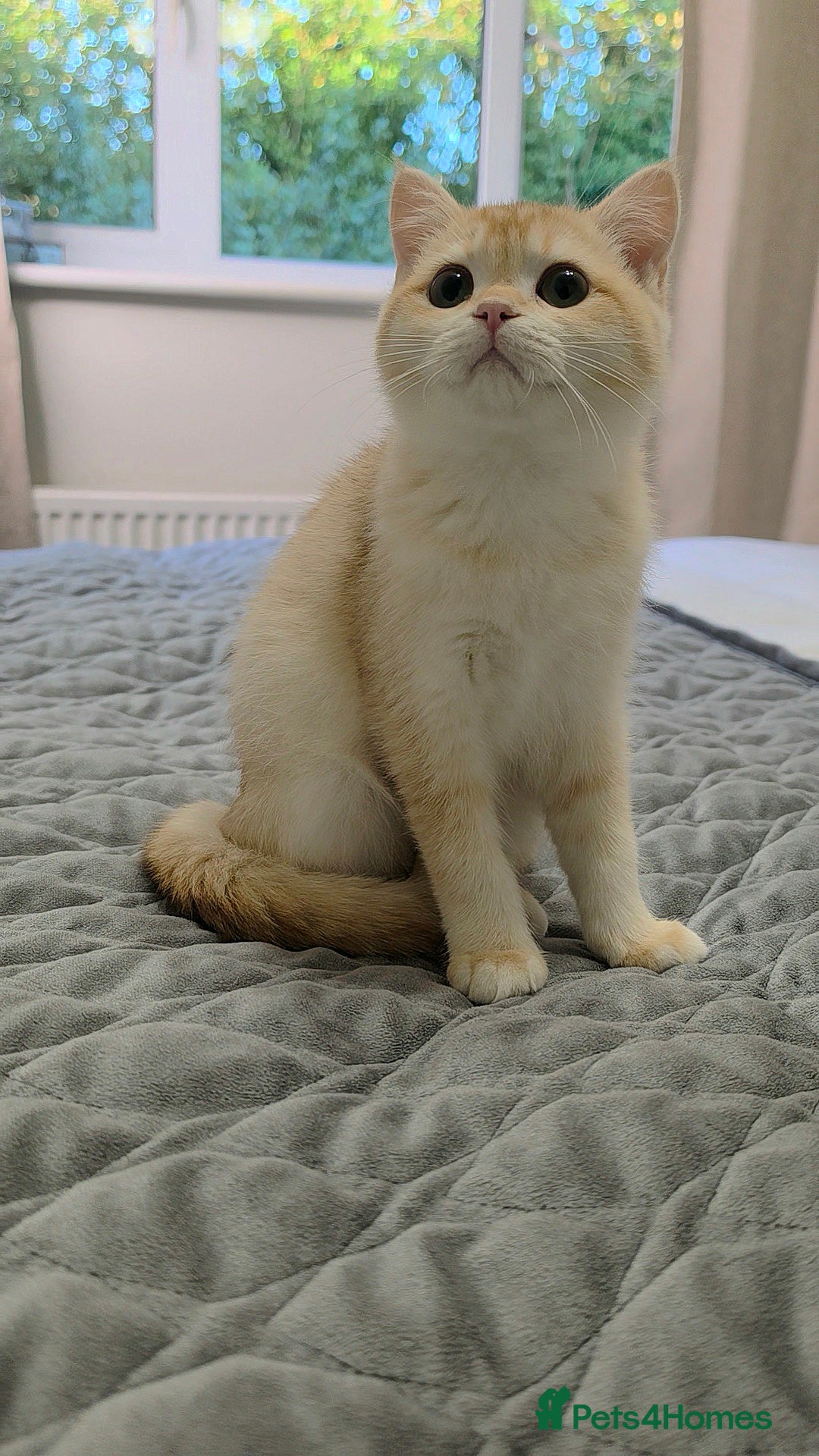 British Shorthair cats GCCF Chocolate Golden Girl | LAST ONE | Ready NOW - Advert 2