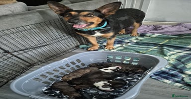 Mixed Breed dogs - Advert 14