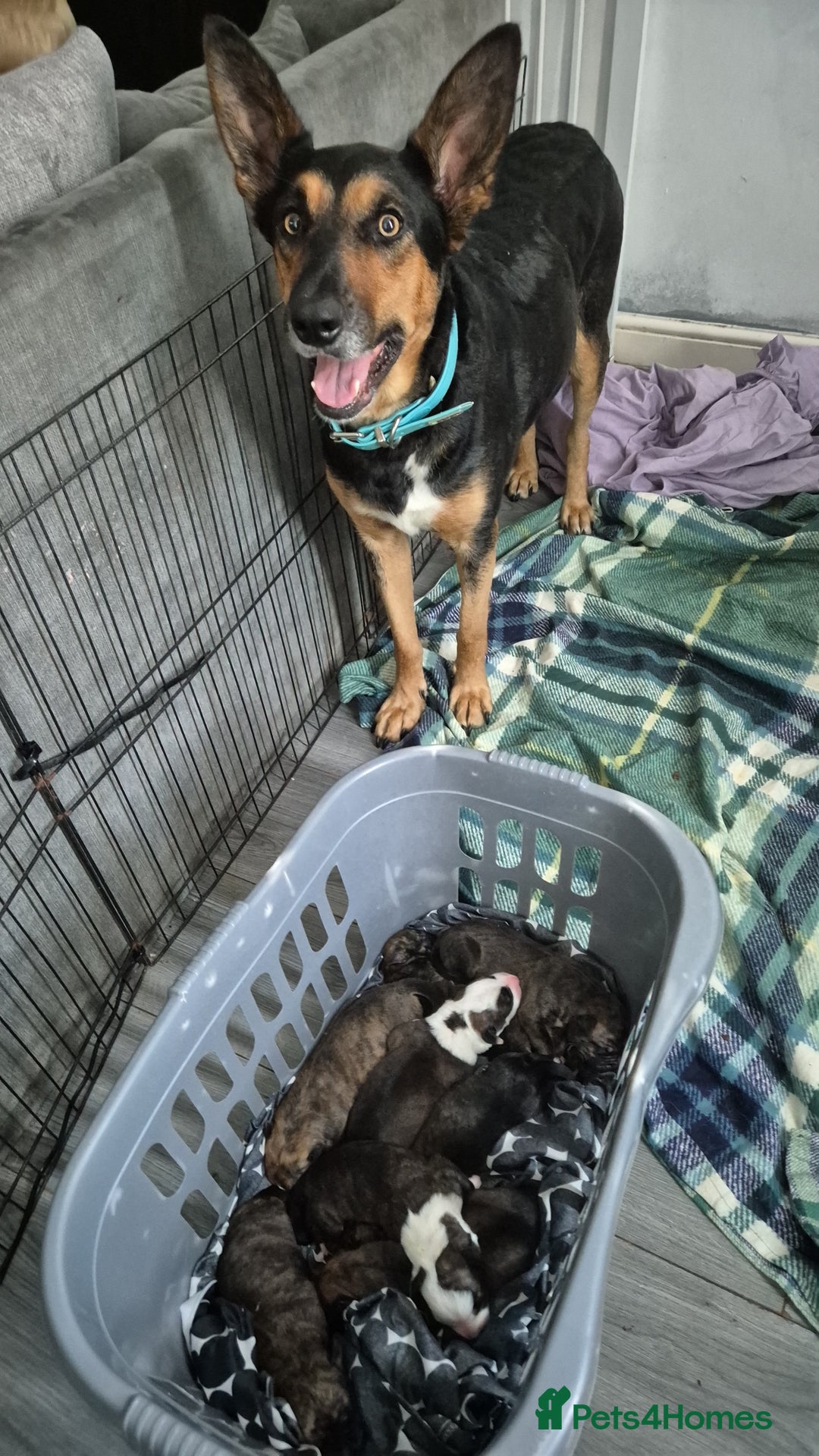 Mixed Breed dogs for sale: 8 beautiful huntaway x presa canario puppies  - Image 10