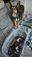 Mixed Breed dogs - Advert 8