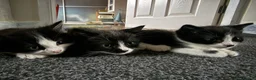 Mixed Breed cats for sale: 3 beautiful kittens - Advert 5