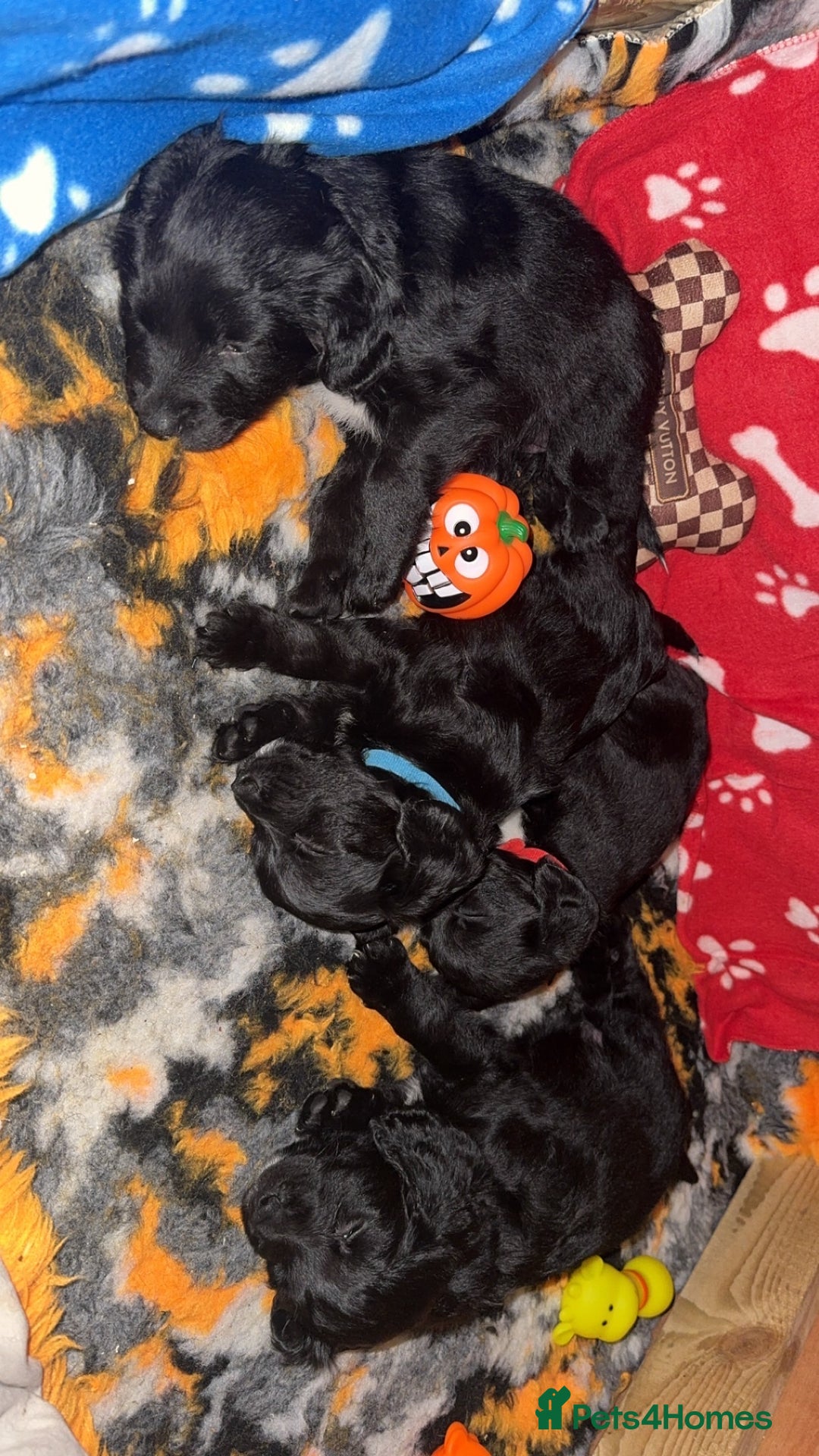 Mixed Breed dogs for sale: 4 Gorgeous Cocker Spaniel Cross Border Collies - Image 2