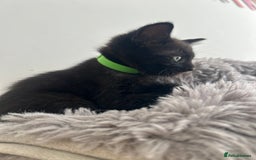 Mixed Breed cats for sale: 1 male black kitten  - Image 6