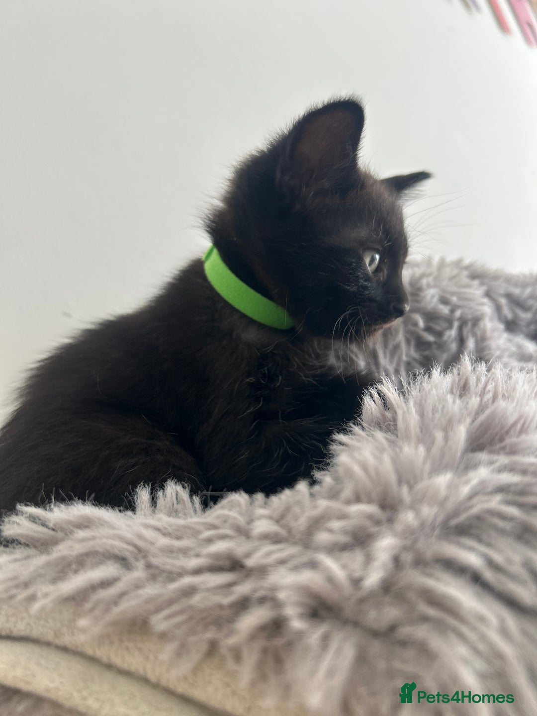 Mixed Breed cats for sale: 1 male black kitten  - Image 6