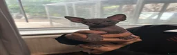 Sphynx cats for sale: Sphynx kittens  - Advert 4
