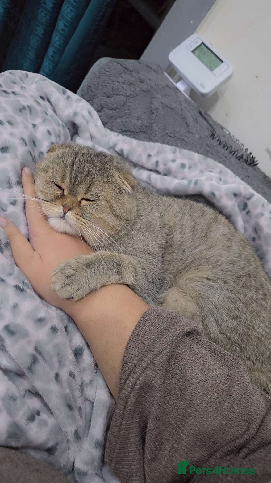 Scottish Fold cats Male Grey tabby scottish fold  - Advert 3