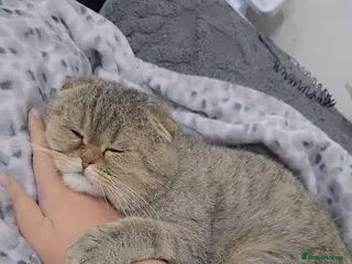 Scottish Fold cats Male Grey tabby scottish fold - Advert 3