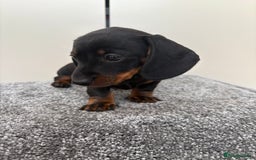 Miniature Dachshund dogs for sale: Black & Tan Minature Dachshunds⭐️ in Leicester - Image 6