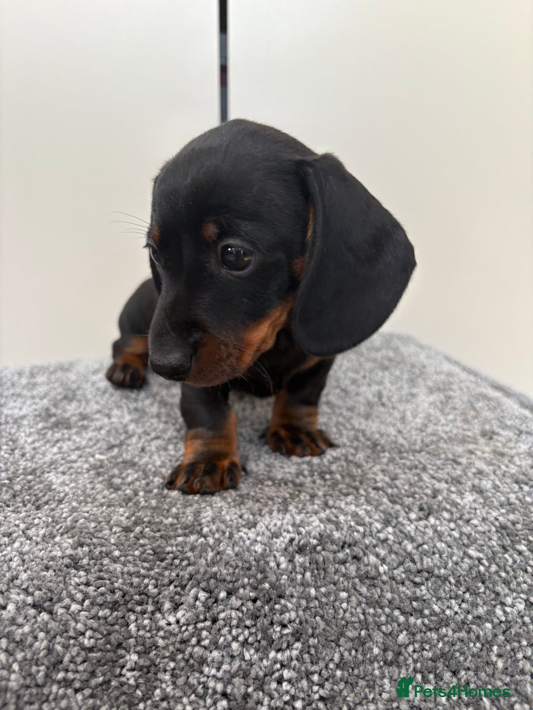 Miniature Dachshund dogs for sale: Black & Tan Minature Dachshunds⭐️ in Leicester - Image 6