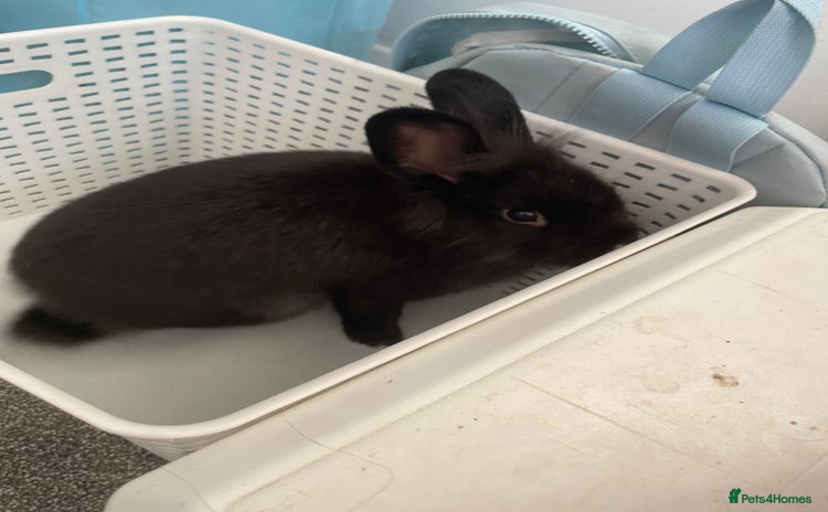 Lionhead rabbits - Advert 6