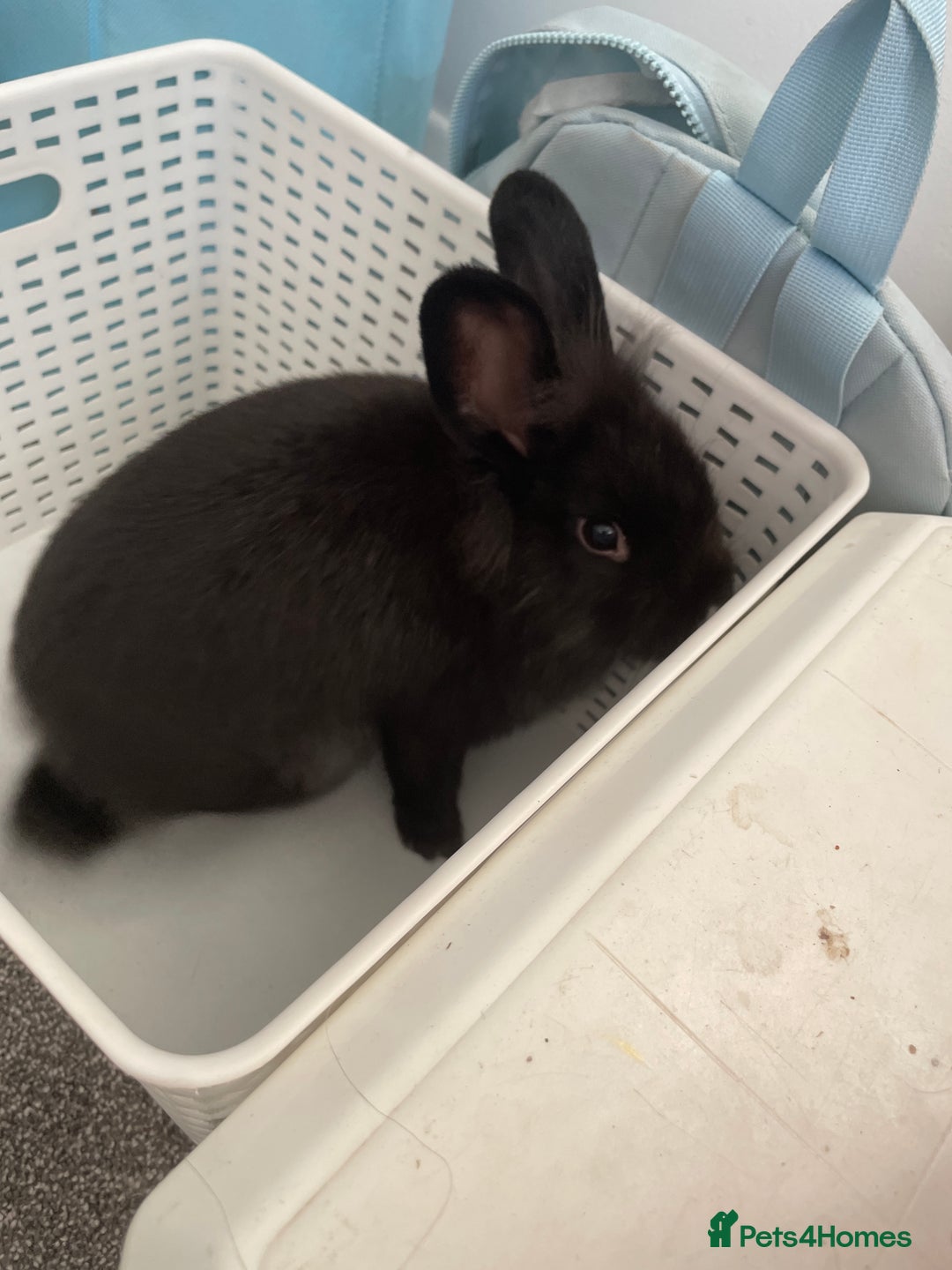 Lionhead rabbits for sale: 3-4 month lionhead mix looking for new home  - Image 1