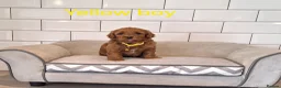 Cavachon dogs for sale: Beautiful Cavapoochons puppies - Advert 14