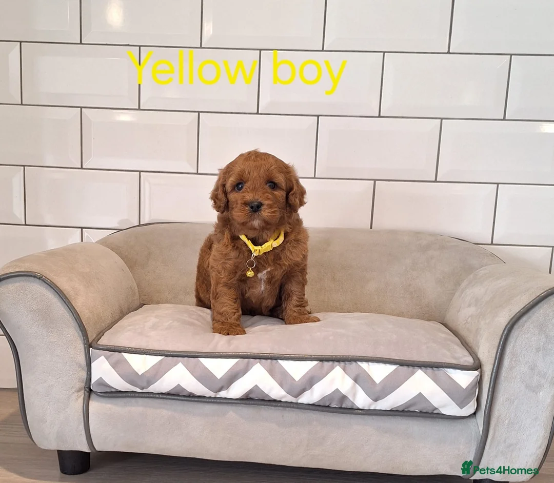 Cavachon dogs for sale: Beautiful Cavapoochons puppies - Advert 14