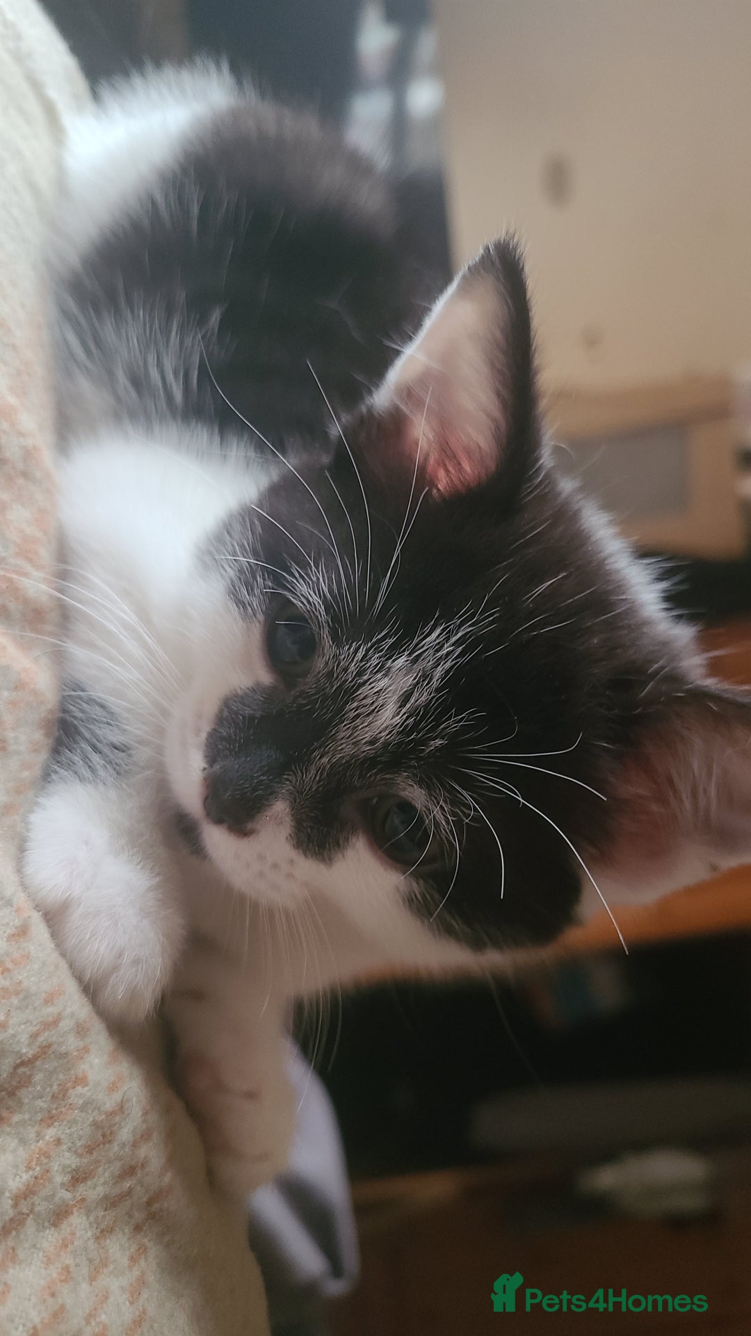 British Shorthair cats for sale: 3 kittens for sale 2 males 1 female  - Image 4